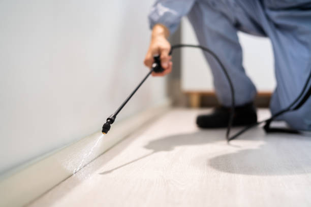 Licensed Ant Control service in New Smyrna Beach, FL - Nex Pest Control